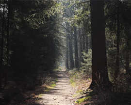 Bron: Pixabay Bron: Pixabay